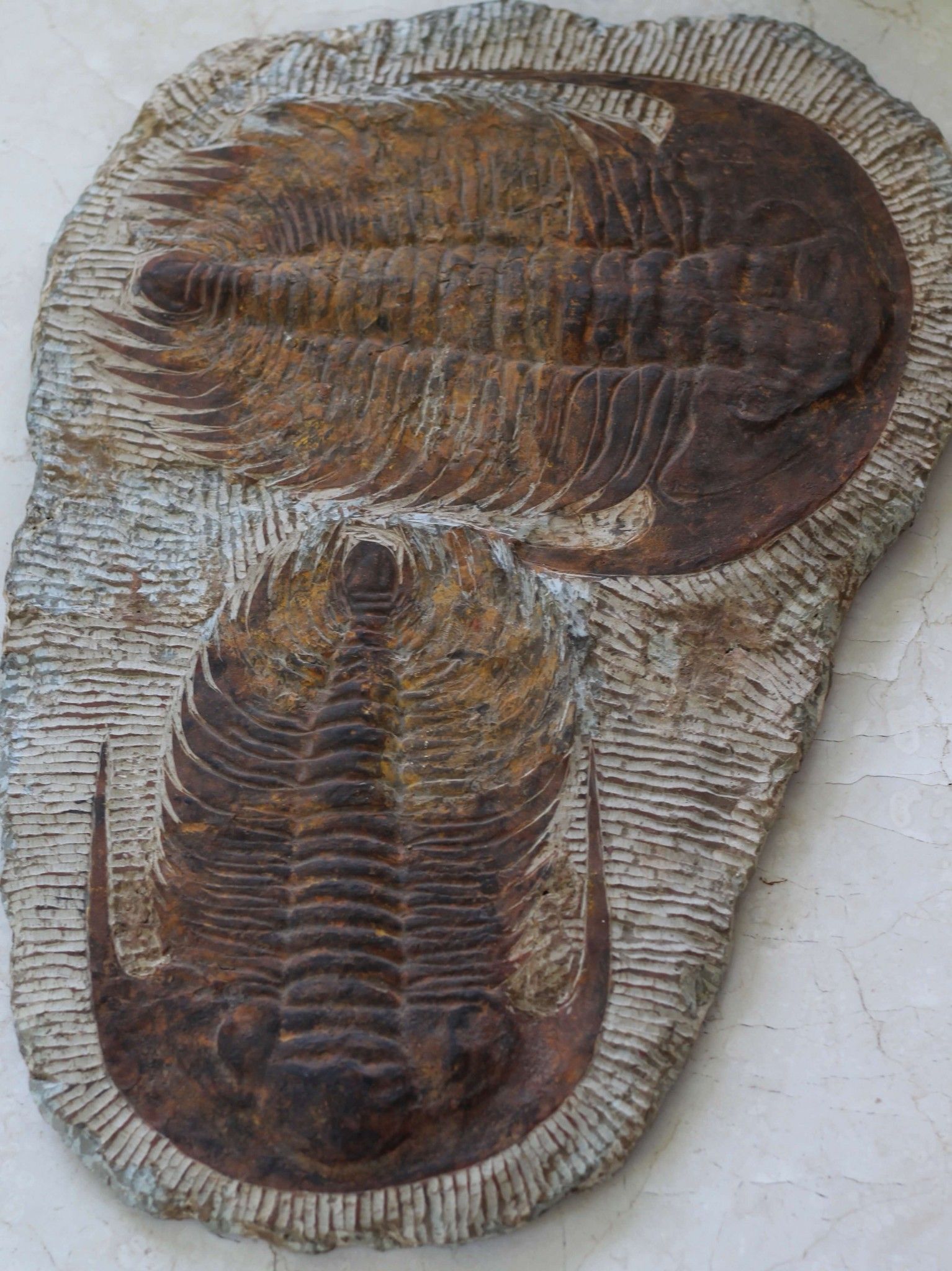 ESPECTACULAR TRILOBITE-60×43 cm